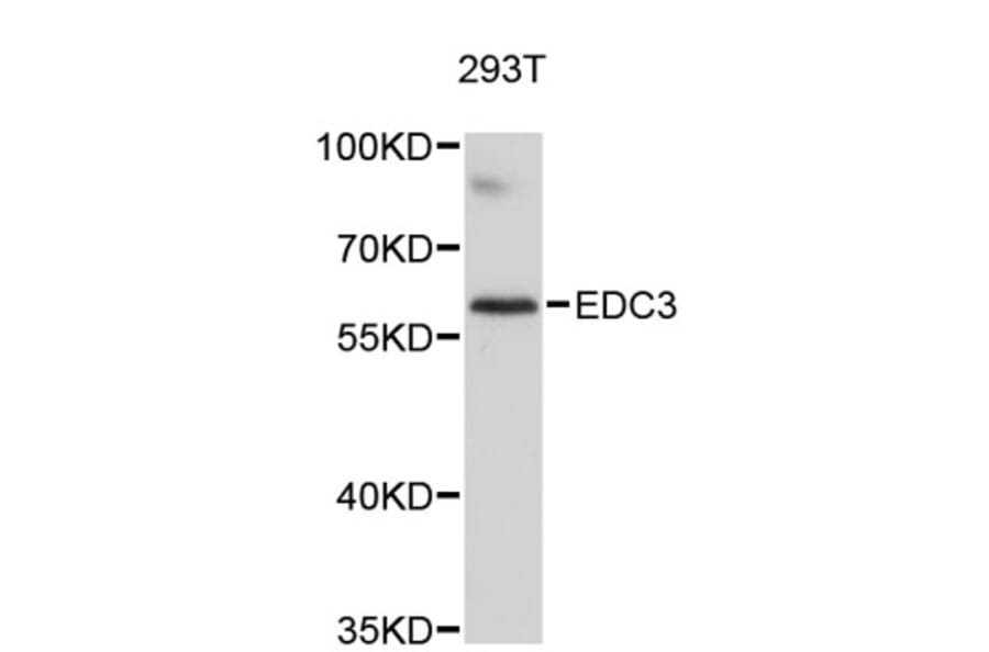 Western Blot - Anti-EDC3 Antibody (A4994) - Antibodies.com