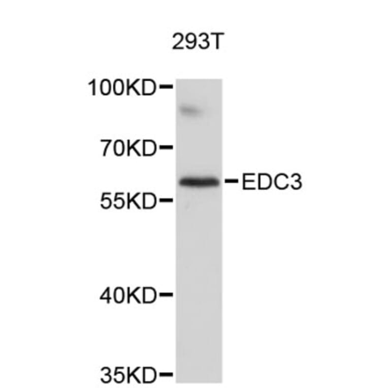 Western Blot - Anti-EDC3 Antibody (A4994) - Antibodies.com