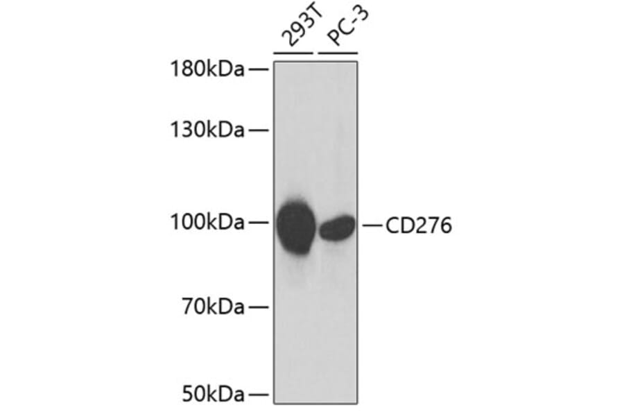 Western Blot - Anti-CD276 Antibody (A5002) - Antibodies.com