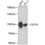 Western Blot - Anti-CD276 Antibody (A5002) - Antibodies.com