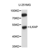 Western Blot - Anti-ILKAP Antibody (A5010) - Antibodies.com
