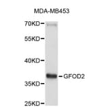 Western Blot - Anti-GFOD2 Antibody (A5015) - Antibodies.com