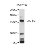 Western Blot - Anti-DIAPH3 Antibody (A5019) - Antibodies.com