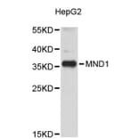 Western Blot - Anti-MND1 Antibody (A5038) - Antibodies.com