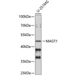 Western Blot - Anti-MAGT1 Antibody (A9635) - Antibodies.com