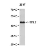Western Blot - Anti-HSDL2 Antibody (A5047) - Antibodies.com