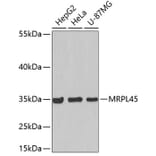 Western Blot - Anti-MRPL45 Antibody (A5052) - Antibodies.com