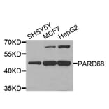 Western Blot - Anti-PARD6B Antibody (A5060) - Antibodies.com