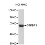 Western Blot - Anti-GTPBP3 Antibody (A5063) - Antibodies.com