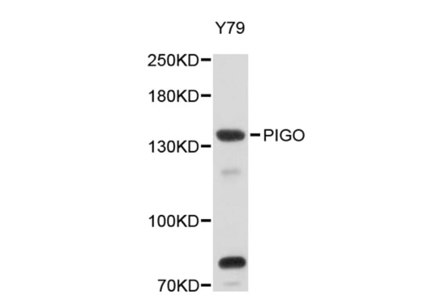 Western Blot - Anti-PIGO Antibody (A5065) - Antibodies.com