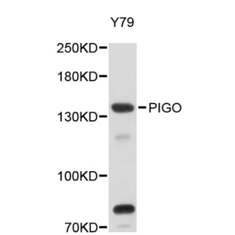 Western Blot - Anti-PIGO Antibody (A5065) - Antibodies.com
