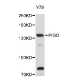 Western Blot - Anti-PIGO Antibody (A5065) - Antibodies.com