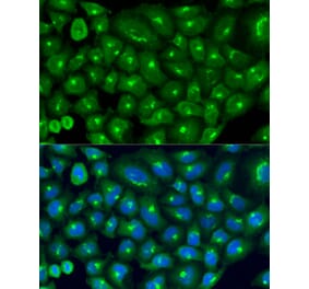 Immunofluorescence - Anti-COG7 Antibody (A9648) - Antibodies.com