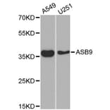 Western Blot - Anti-ASB9 Antibody (A5156) - Antibodies.com