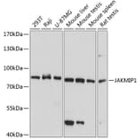 Western Blot - Anti-JAKMIP1 Antibody (A5178) - Antibodies.com