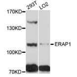 Western Blot - Anti-ERAP1 Antibody (A5248) - Antibodies.com