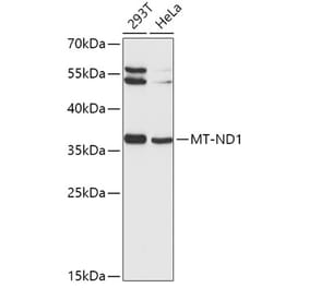 Western Blot - Anti-MT-ND1 Antibody (A9688) - Antibodies.com