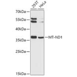 Western Blot - Anti-MT-ND1 Antibody (A9688) - Antibodies.com