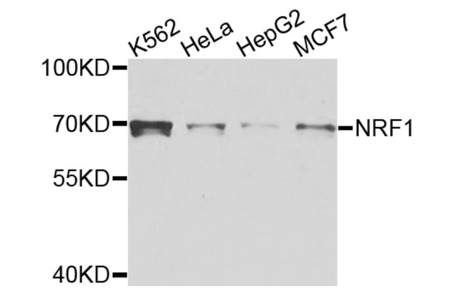 Western Blot - Anti-NRF1 Antibody (A5264) - Antibodies.com
