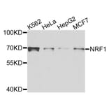 Western Blot - Anti-NRF1 Antibody (A5264) - Antibodies.com