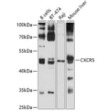 Western Blot - Anti-CXCR5 Antibody (A9692) - Antibodies.com