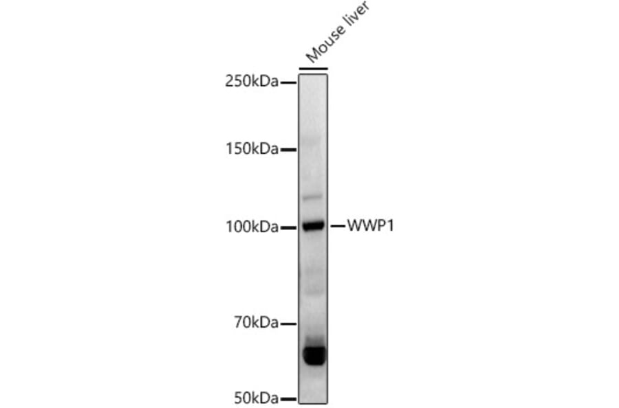 Western Blot - Anti-WWP1 Antibody (A9693) - Antibodies.com