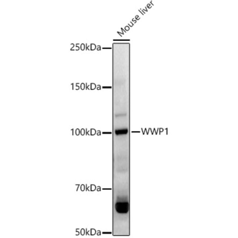 Western Blot - Anti-WWP1 Antibody (A9693) - Antibodies.com