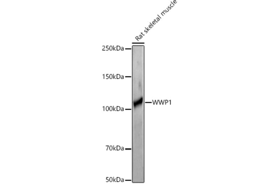 Western Blot - Anti-WWP1 Antibody (A9693) - Antibodies.com
