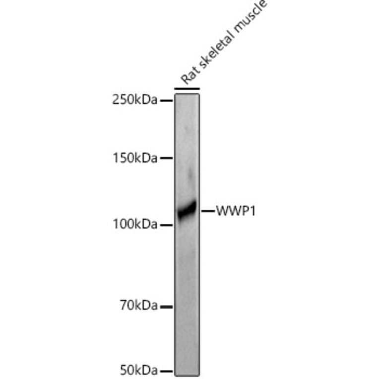 Western Blot - Anti-WWP1 Antibody (A9693) - Antibodies.com