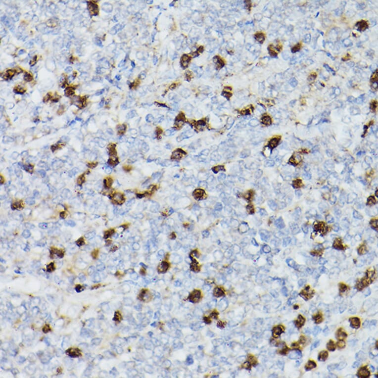 Immunohistochemistry - Anti-CD63 Antibody (A9694) - Antibodies.com