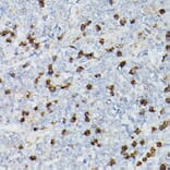 Immunohistochemistry - Anti-CD63 Antibody (A9694) - Antibodies.com