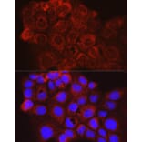 Immunofluorescence - Anti-CD63 Antibody (A9694) - Antibodies.com