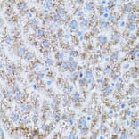 Immunohistochemistry - Anti-CAT Antibody (A5275) - Antibodies.com