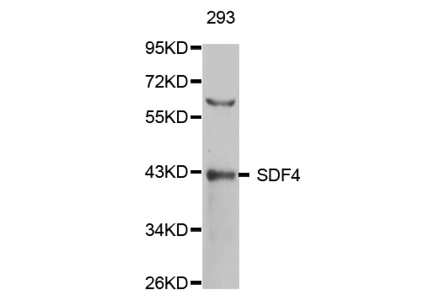 Western Blot - Anti-SDF4 Antibody (A5289) - Antibodies.com