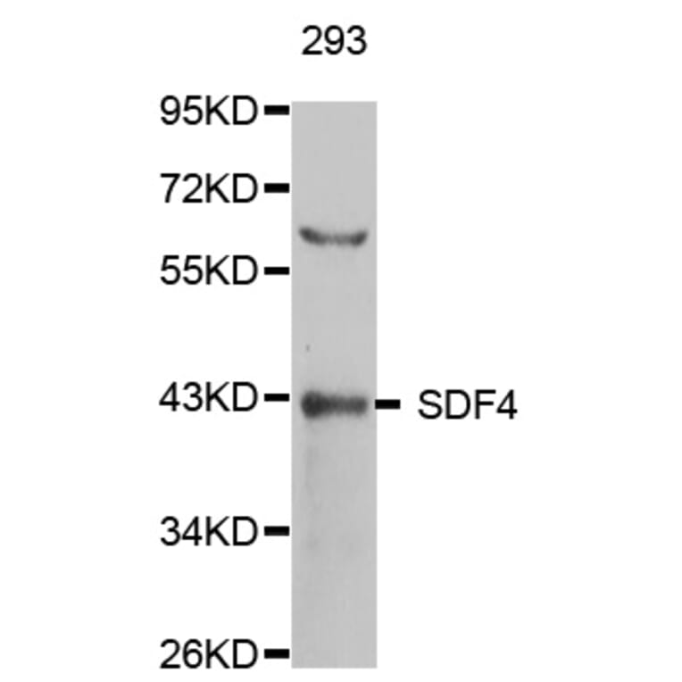 Western Blot - Anti-SDF4 Antibody (A5289) - Antibodies.com