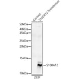 Western Blot - Anti-S100A12/CGRP Antibody (A9701) - Antibodies.com