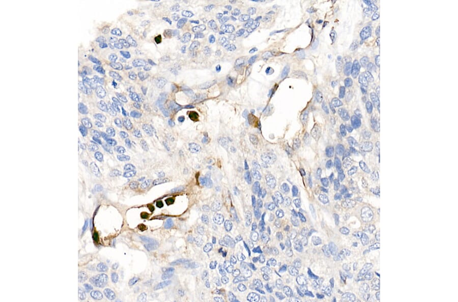 Immunohistochemistry - Anti-S100A12/CGRP Antibody (A9701) - Antibodies.com