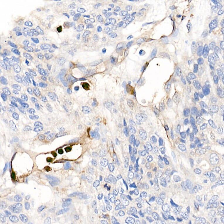 Immunohistochemistry - Anti-S100A12/CGRP Antibody (A9701) - Antibodies.com