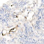 Immunohistochemistry - Anti-S100A12/CGRP Antibody (A9701) - Antibodies.com