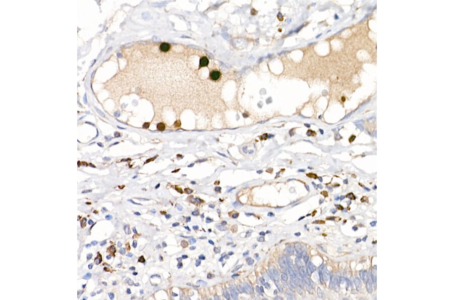 Immunohistochemistry - Anti-S100A12/CGRP Antibody (A9701) - Antibodies.com