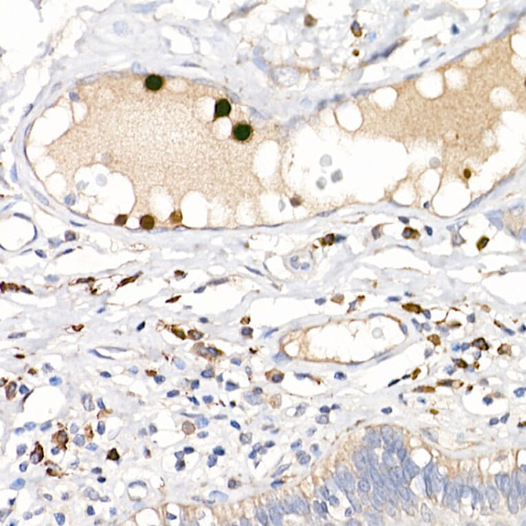 Immunohistochemistry - Anti-S100A12/CGRP Antibody (A9701) - Antibodies.com