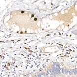 Immunohistochemistry - Anti-S100A12/CGRP Antibody (A9701) - Antibodies.com