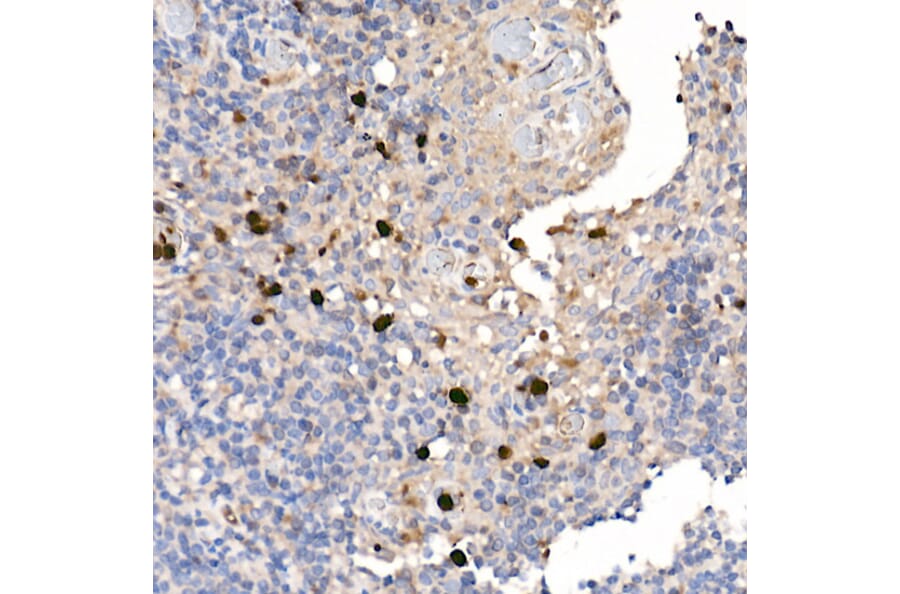 Immunohistochemistry - Anti-S100A12/CGRP Antibody (A9701) - Antibodies.com