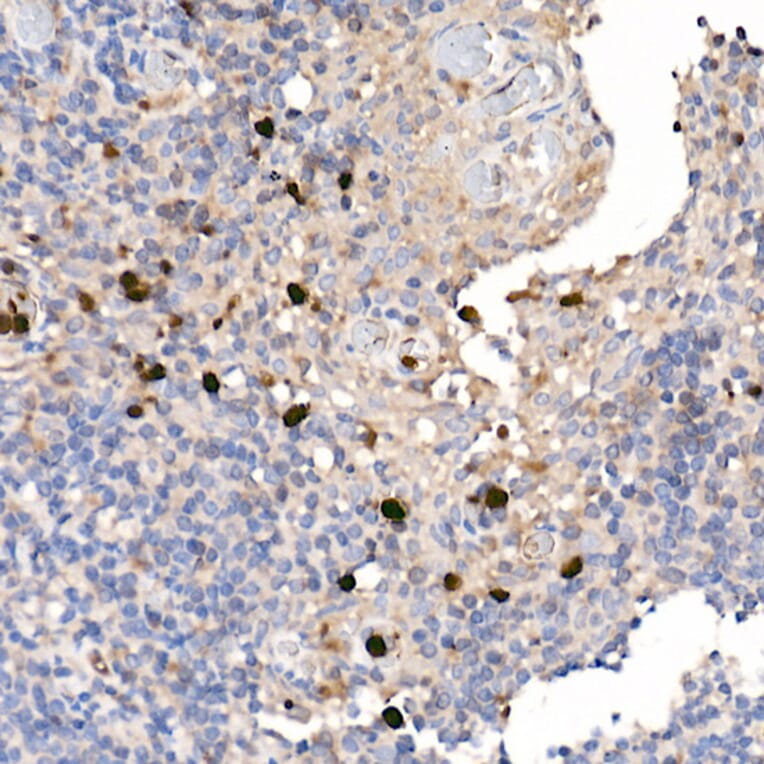 Immunohistochemistry - Anti-S100A12/CGRP Antibody (A9701) - Antibodies.com