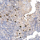 Immunohistochemistry - Anti-S100A12/CGRP Antibody (A9701) - Antibodies.com