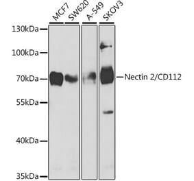 Western Blot - Anti-Nectin 2 Antibody (A9704) - Antibodies.com