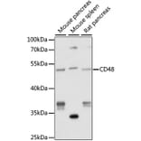 Western Blot - Anti-CD48 Antibody (A9706) - Antibodies.com