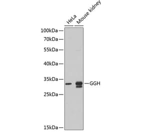 Western Blot - Anti-GGH Antibody (A9709) - Antibodies.com