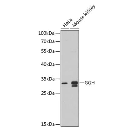 GGH Antibodies | Antibodies.com