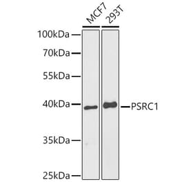 Western Blot - Anti-PSRC1 Antibody (A9710) - Antibodies.com